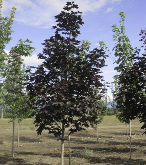 Royal Red Maple