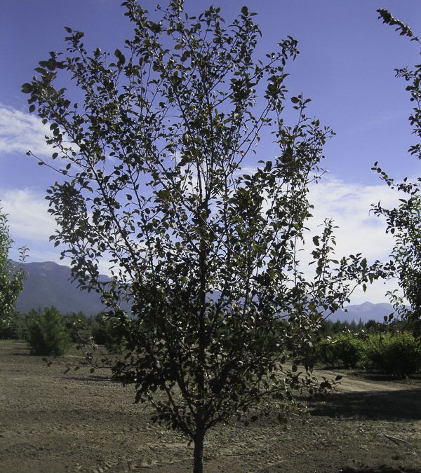 Thunderchild Crabapple (CVI)